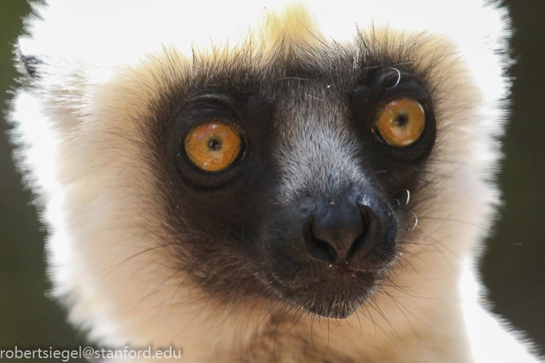 sifaka